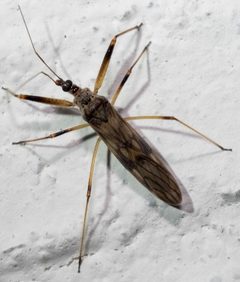 Metatropiphorus belfragii by no rights reserved, uploaded by Mirko Schoenitz. Used under a CC0 license.