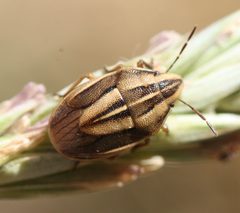 Aelia americana by (c) Andrew Meeds, some rights reserved (CC BY), uploaded by Andrew Meeds. Used under a CC-BY license.