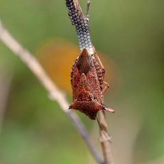 Alcaeorrhynchus by (c) Richard Stovall, some rights reserved (CC BY), uploaded by Richard Stovall. Used under a CC-BY license.
