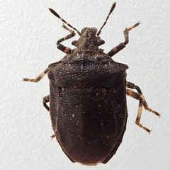 Amaurochrous cinctipes by (c) Bill Keim, some rights reserved (CC BY). Used under a CC-BY license.