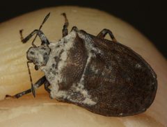 Amaurochrous cinctipes by (c) Andrew Meeds, some rights reserved (CC BY), uploaded by Andrew Meeds. Used under a CC-BY license.