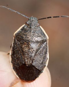 Apateticus marginiventris by (c) Andrew Meeds, some rights reserved (CC BY), uploaded by Andrew Meeds. Used under a CC-BY license.