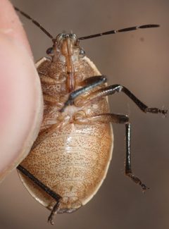 Apateticus marginiventris by (c) Andrew Meeds, some rights reserved (CC BY), uploaded by Andrew Meeds. Used under a CC-BY license.