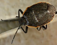 Apateticus marginiventris by (c) Andrew Meeds, some rights reserved (CC BY), uploaded by Andrew Meeds. Used under a CC-BY license.