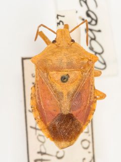 Apoecilus bracteatus by no rights reserved, uploaded by Robbie Hannawacker. Used under a CC0 license.