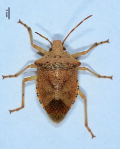 Apoecilus bracteatus by (c) Don Loarie, some rights reserved (CC BY), uploaded by Don Loarie. Used under a CC-BY license.