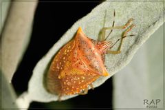 Arvelius albopunctatus by (c) RAP, some rights reserved (CC BY), uploaded by RAP. Used under a CC-BY license.