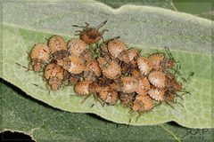 Arvelius albopunctatus by (c) RAP, some rights reserved (CC BY), uploaded by RAP. Used under a CC-BY license.