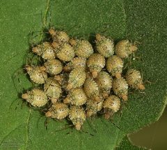 Arvelius albopunctatus by (c) John Rosford, some rights reserved (CC BY), uploaded by John Rosford. Used under a CC-BY license.