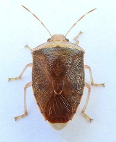 Banasa calva by (c) jimeckert49, some rights reserved (CC BY). Used under a CC-BY license.