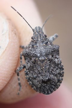 Brochymena parva by (c) Andrew Meeds, some rights reserved (CC BY), uploaded by Andrew Meeds. Used under a CC-BY license.