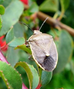 Chlorochroa rossiana by (c) John Hibbard, some rights reserved (CC BY), uploaded by John Hibbard. Used under a CC-BY license.