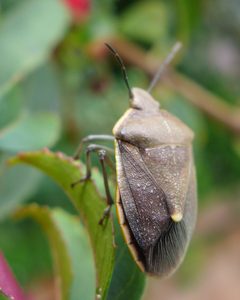 Chlorochroa rossiana by (c) John Hibbard, some rights reserved (CC BY), uploaded by John Hibbard. Used under a CC-BY license.