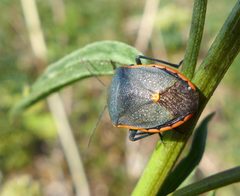 Chlorochroa rossiana by (c) John Hibbard, some rights reserved (CC BY), uploaded by John Hibbard. Used under a CC-BY license.