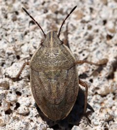 Coenus delius by (c) Catherine C. Galley, some rights reserved (CC BY), uploaded by Catherine C. Galley. Used under a CC-BY license.