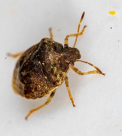 Cosmopepla intergressa by (c) Michael Warner, some rights reserved (CC BY), uploaded by Michael Warner. Used under a CC-BY license.