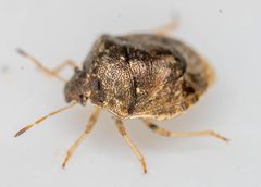 Cosmopepla intergressa by (c) Michael Warner, some rights reserved (CC BY), uploaded by Michael Warner. Used under a CC-BY license.