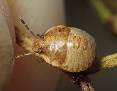 Dendrocoris contaminatus by (c) Cricket Raspet, some rights reserved (CC BY), uploaded by Cricket Raspet. Used under a CC-BY license.
