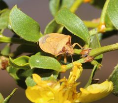 Dendrocoris contaminatus by (c) Lon Brehmer, some rights reserved (CC BY), uploaded by Lon Brehmer. Used under a CC-BY license.