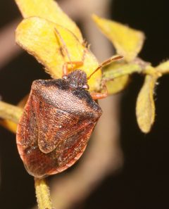 Dendrocoris contaminatus by (c) Lon Brehmer, some rights reserved (CC BY), uploaded by Lon Brehmer. Used under a CC-BY license.