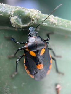 Euthyrhynchus floridanus by (c) Serenella Linares, some rights reserved (CC BY), uploaded by Serenella Linares. Used under a CC-BY license.
