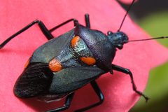 Euthyrhynchus floridanus by (c) gr0mmy, some rights reserved (CC BY), uploaded by gr0mmy. Used under a CC-BY license.