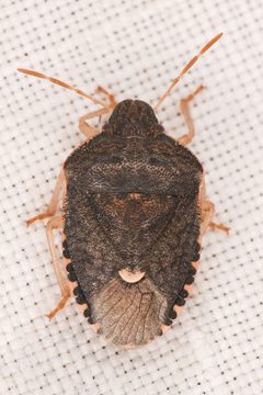 Holcostethus abbreviatus by (c) Trevor Van Loon, some rights reserved (CC BY), uploaded by Trevor Van Loon. Used under a CC-BY license.