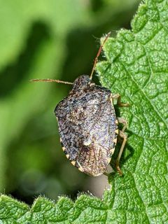Holcostethus abbreviatus by (c) David Anderson, some rights reserved (CC BY), uploaded by David Anderson. Used under a CC-BY license.