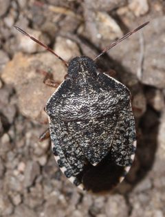 Holcostethus abbreviatus by (c) Andrew Meeds, some rights reserved (CC BY), uploaded by Andrew Meeds. Used under a CC-BY license.