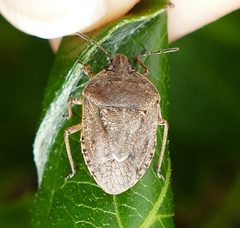 Hymenarcys nervosa by (c) Wendy McCrady, some rights reserved (CC BY), uploaded by Wendy McCrady. Used under a CC-BY license.