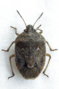 Hymenarcys nervosa by (c) Bill Keim, some rights reserved (CC BY). Used under a CC-BY license.