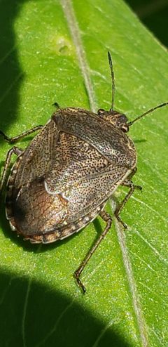 Hymenarcys nervosa by (c) Heather Mazzaccaro, some rights reserved (CC BY), uploaded by Heather Mazzaccaro. Used under a CC-BY license.