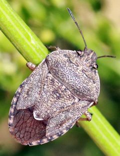 Hymenarcys nervosa by (c) Catherine C. Galley, some rights reserved (CC BY), uploaded by Catherine C. Galley. Used under a CC-BY license.
