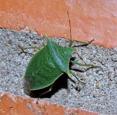 Loxa viridis by no rights reserved, uploaded by Hugo Hulsberg. Used under a CC0 license.