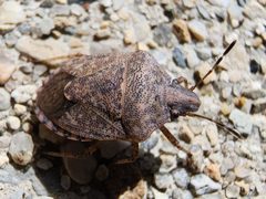 Mcphersonarcys aequalis by (c) Tyler Bishop, some rights reserved (CC BY), uploaded by Tyler Bishop. Used under a CC-BY license.