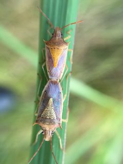 Oebalus pugnax by (c) Bea Leiderman, some rights reserved (CC BY), uploaded by Bea Leiderman. Used under a CC-BY license.