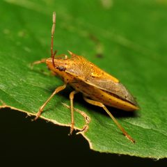 Oebalus pugnax by (c) Katja Schulz, some rights reserved (CC BY). Used under a CC-BY license.