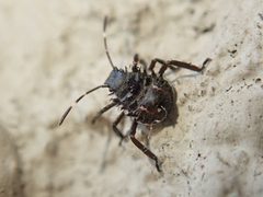 Halyomorpha by (c) Alexis Tinker-Tsavalas, some rights reserved (CC BY), uploaded by Alexis Tinker-Tsavalas. Used under a CC-BY license.