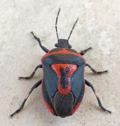 Perillus bioculatus by (c) katunchik, some rights reserved (CC BY), uploaded by katunchik. Used under a CC-BY license.