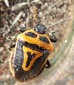Perillus bioculatus by (c) Andrew Meeds, some rights reserved (CC BY), uploaded by Andrew Meeds. Used under a CC-BY license.