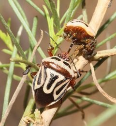 Perillus bioculatus by (c) Lon Brehmer, some rights reserved (CC BY), uploaded by Lon Brehmer. Used under a CC-BY license.