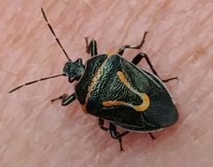 Perillus splendidus by no rights reserved. Used under a CC0 license.