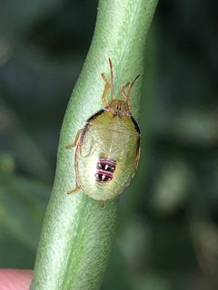Piezodorus guildinii by (c) Austin Smith, some rights reserved (CC BY), uploaded by Austin Smith. Used under a CC-BY license.