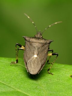 Proxys punctulatus by (c) Katja Schulz, some rights reserved (CC BY). Used under a CC-BY license.