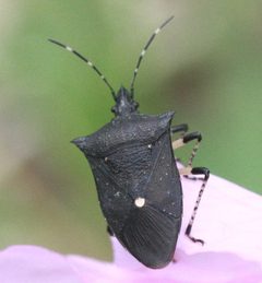 Proxys punctulatus by no rights reserved. Used under a CC0 license.