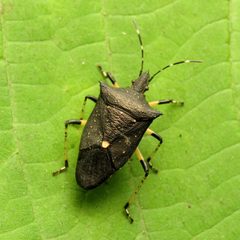 Proxys punctulatus by (c) Katja Schulz, some rights reserved (CC BY). Used under a CC-BY license.