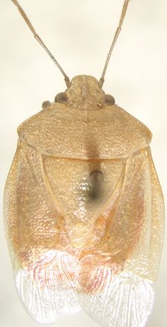 Thyanta planifrons by (c) Andrew Meeds, some rights reserved (CC BY), uploaded by Andrew Meeds. Used under a CC-BY license.