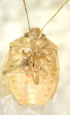 Thyanta planifrons by (c) Andrew Meeds, some rights reserved (CC BY), uploaded by Andrew Meeds. Used under a CC-BY license.