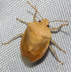 Thyanta planifrons by (c) Andrew Meeds, some rights reserved (CC BY), uploaded by Andrew Meeds. Used under a CC-BY license.