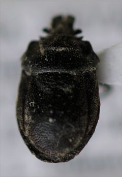 Weda parvula by (c) Jason Eckberg, some rights reserved (CC BY), uploaded by Jason Eckberg. Used under a CC-BY license.